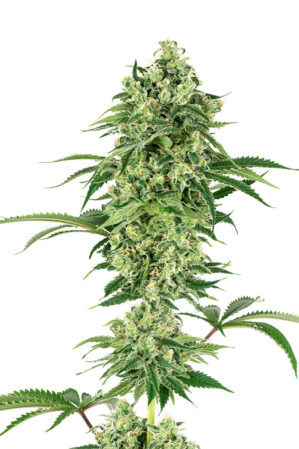 Nicole Hindu Kush