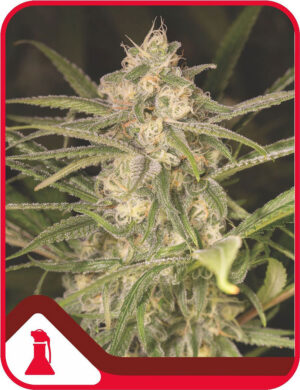 No Name Auto