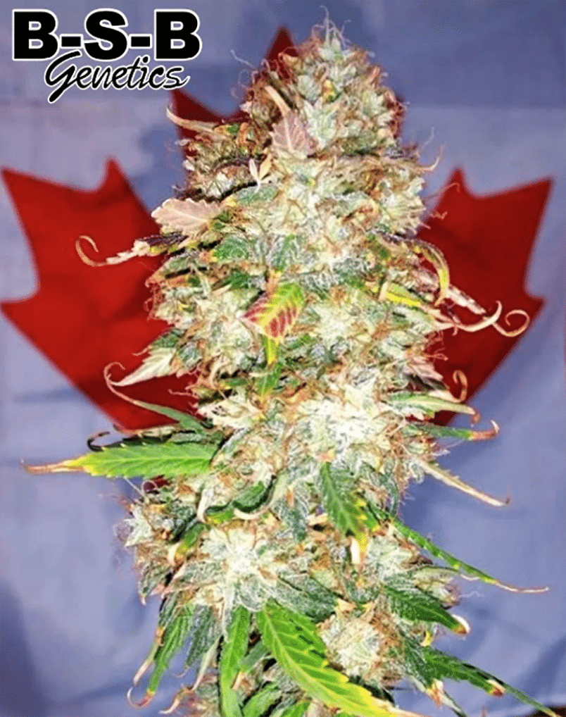 Northern Big Bud Auto