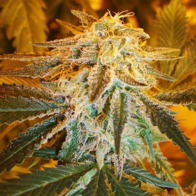 Northern Light Auto