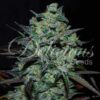 Northern Light Blue THC free