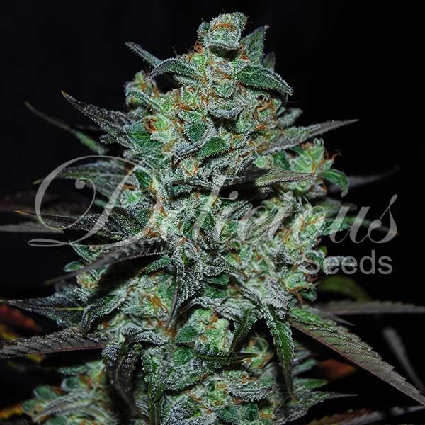 Northern Light Blue THC free