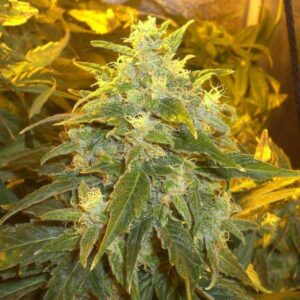 Northern Light (Nirvana Seeds)