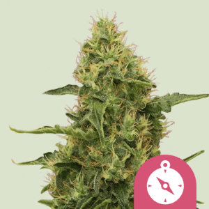 Northern Light (Royal Queen Seeds)
