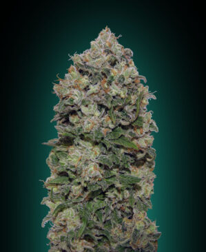 Northern Lights (00 Seeds)