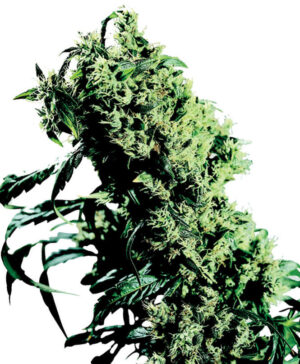 Northern Lights #5 X Haze