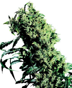 Northern Lights #5 X Haze Reg.