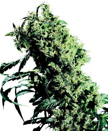 Northern Lights #5 X Haze Reg.