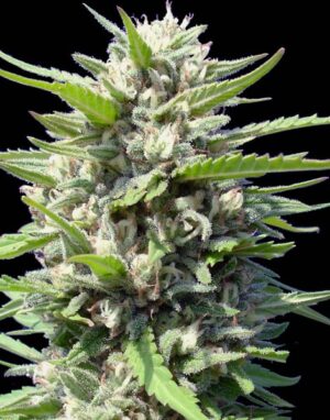 Northern Lights Auto (Genehtik Seeds)
