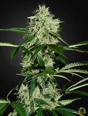Northern Lights Auto (Green House Seed)