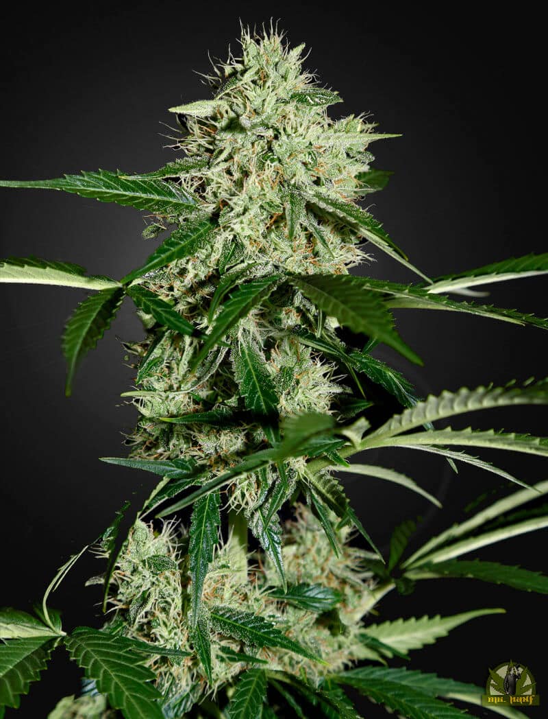 Northern Lights Auto (Green House Seed)