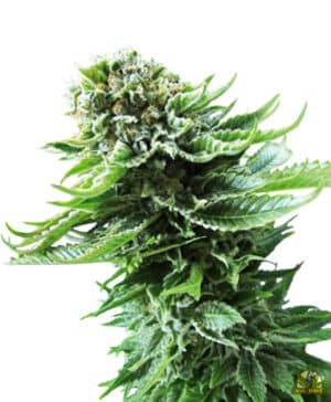 Northern Lights Automatic (Sensi Seeds)
