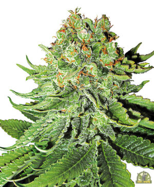 Northern Lights Automatic (White Label Seeds)