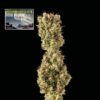 Northern Lights Auto (Seedsman)