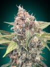 Northern Lights CBD (00 Seeds)
