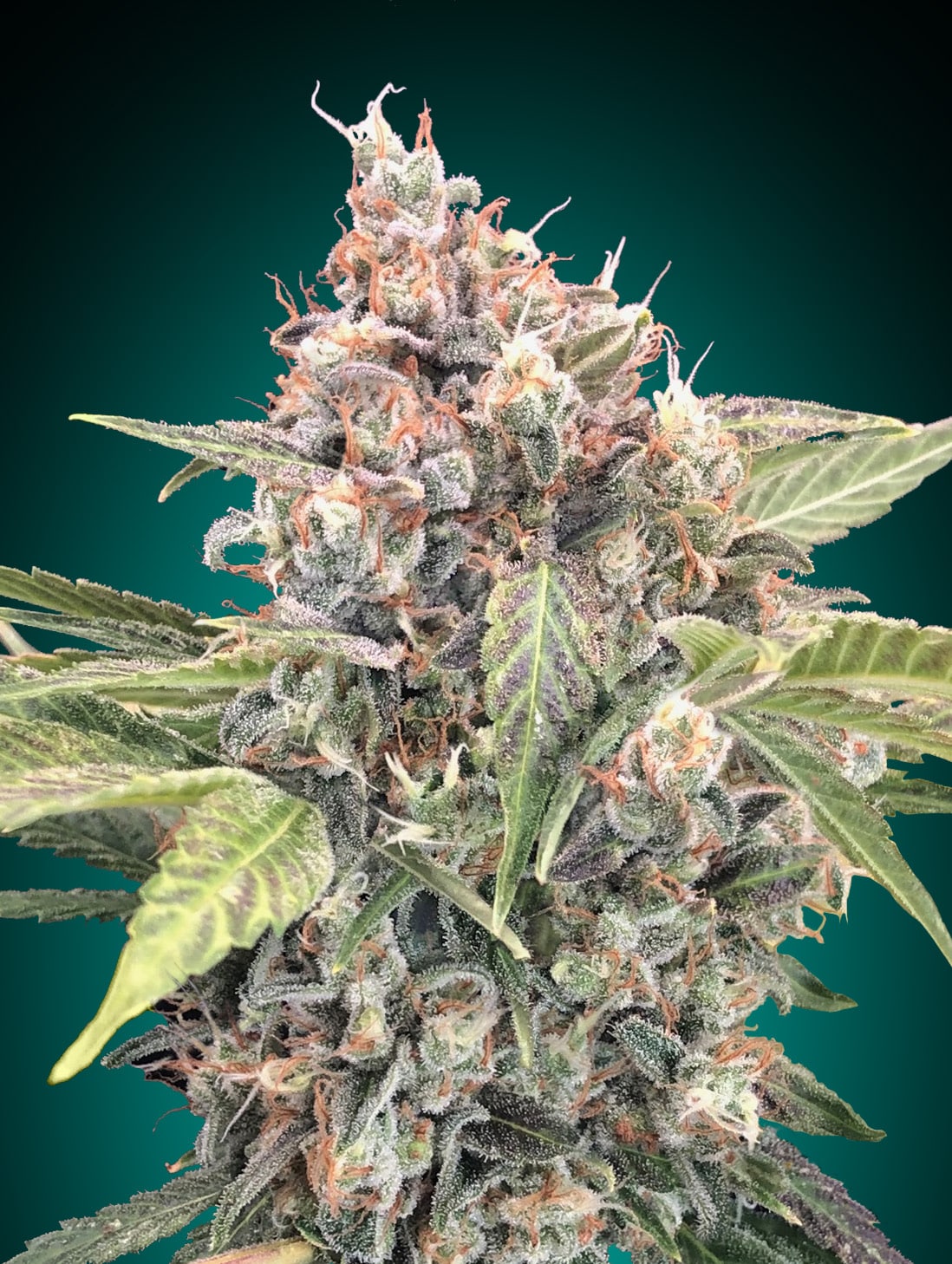 Northern Lights CBD (00 Seeds)