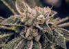 Northern Lights (Expert Seeds)