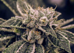 Northern Lights (Expert Seeds)
