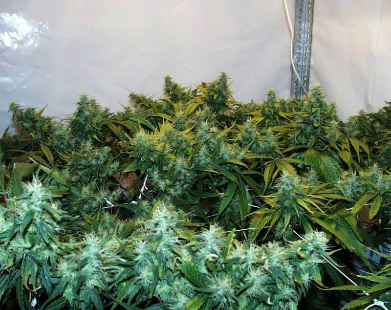 Northern Light Special