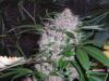 Northern Lights (Phoenix)