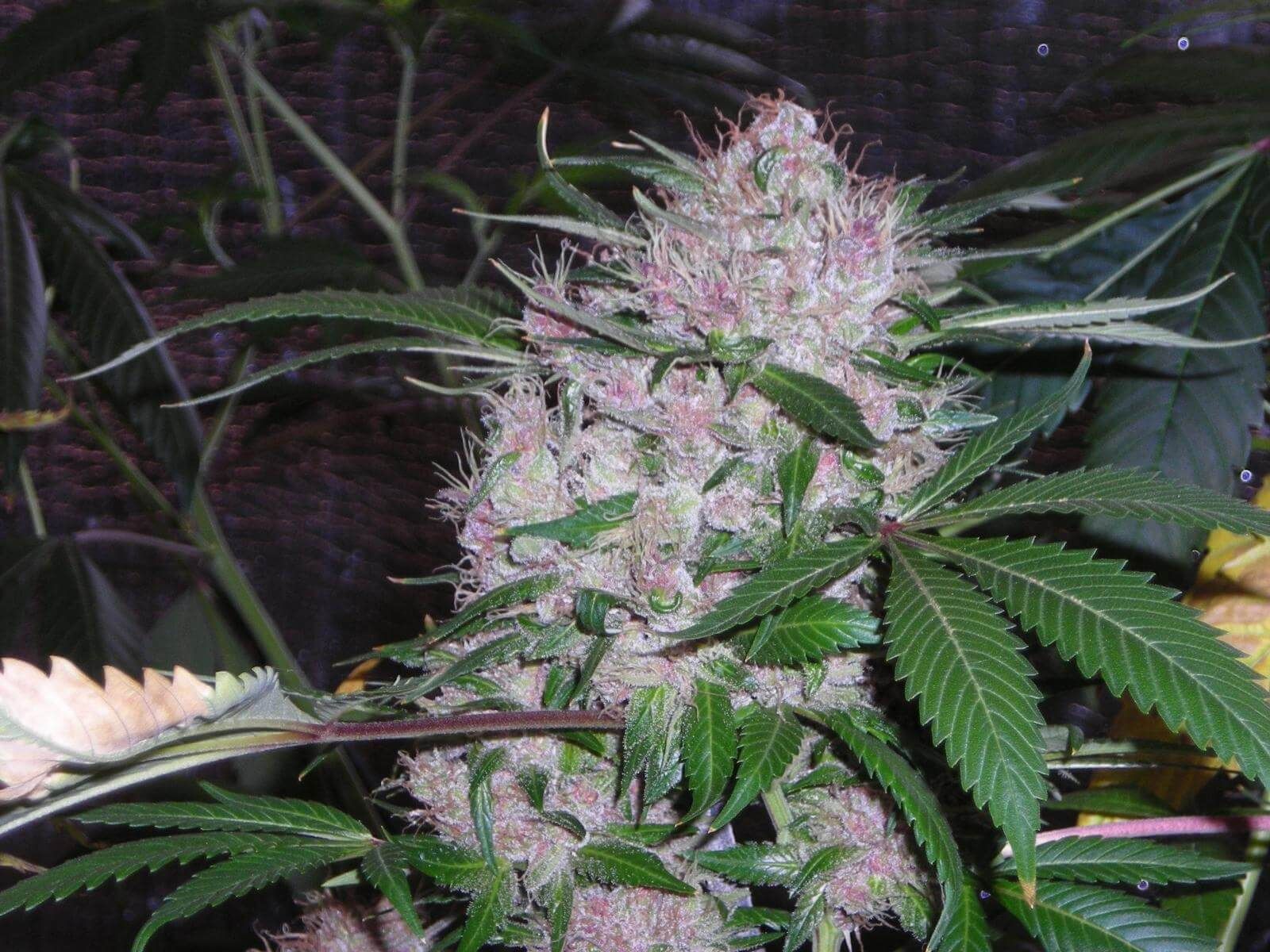 Northern Lights (Phoenix)