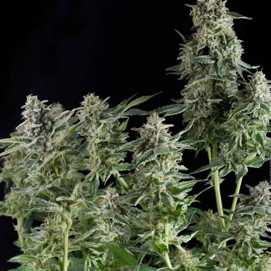 Northern Lights (Pyramid Seeds)