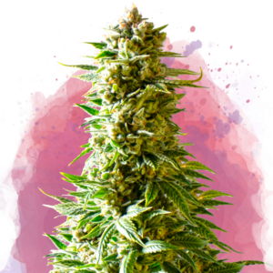 Northern Lights Reg. (Nirvana Seeds)