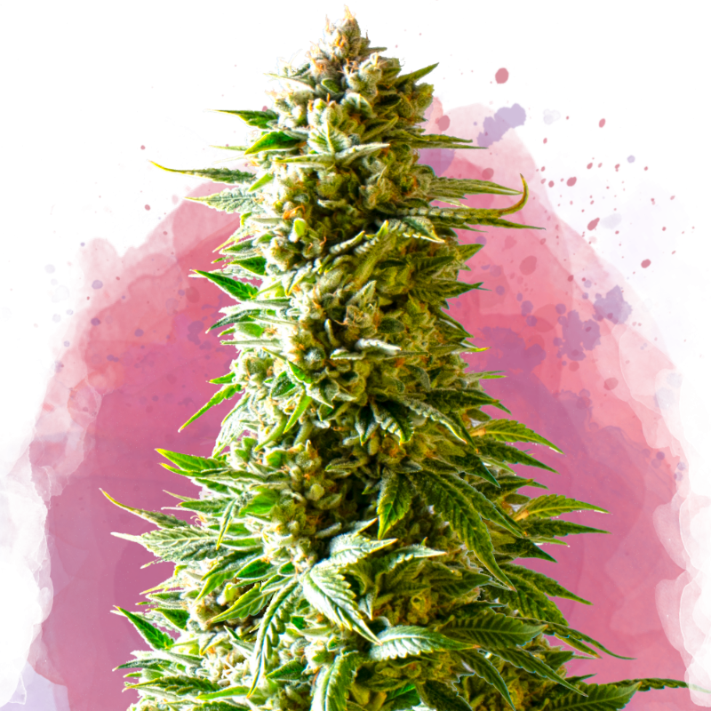 Northern Lights Reg. (Nirvana Seeds)