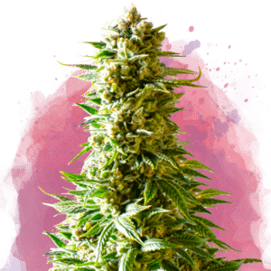 Northern Lights Reg. (Nirvana Seeds)