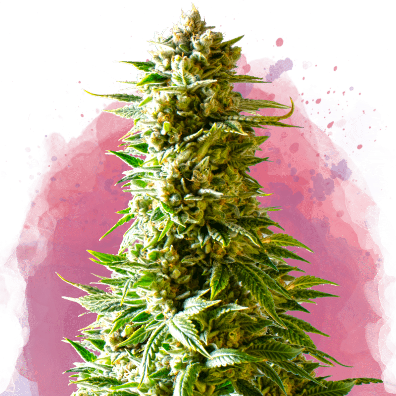 Northern Lights Reg. (Nirvana Seeds)