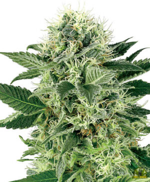 Northern Lights (White Label Seeds)