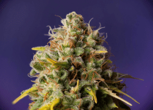 Northern Lights x Big Bud Auto