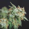 Northern Lights x Runtz (Gold Line)