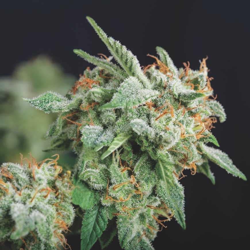 Northern Lights x Runtz (Gold Line)