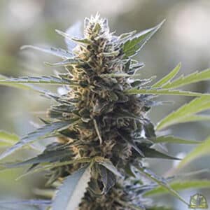 Northern Lights x Skunk