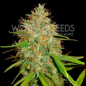 Northern Light x Skunk