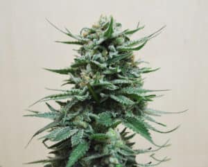 Northern Russian Auto