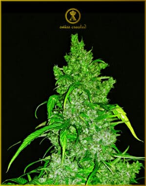 Northern Sky Auto