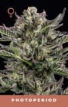 Notorious THC