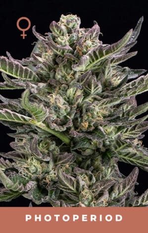 Notorious THC