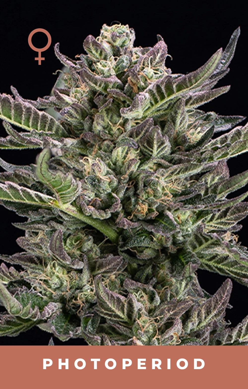 Notorious THC
