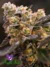 Nova OG