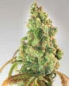 Nurse Lilly CBD