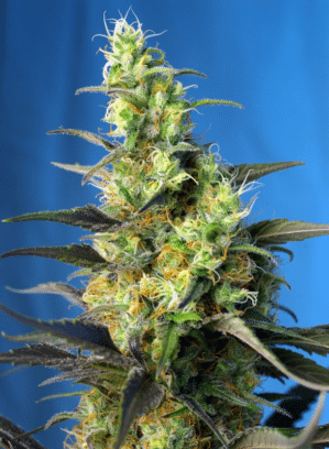 NYC Diesel Auto (war Ice Cool Auto)