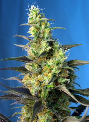 NYC Diesel Auto (war Ice Cool Auto)