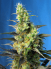 NYC Diesel Auto (war Ice Cool Auto)