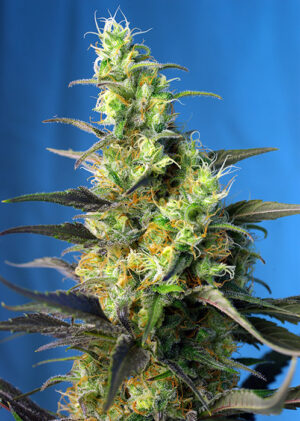 NYC Diesel CBD (war Ice Cool CBD)