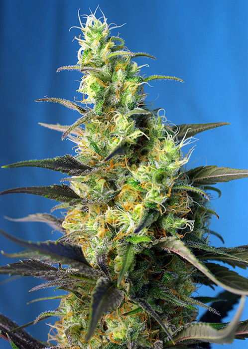 NYC Diesel CBD (war Ice Cool CBD)
