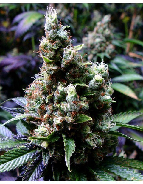 NYC Diesel (Soma Sacred Seeds NL)