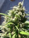 Oaxaca A5 Haze